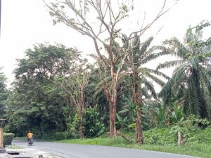 Pohon lapuk disimpang Rujak mengkwatirkan dan Ancaman Pengguna Jalan